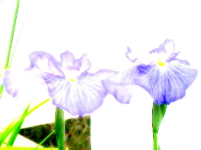 iris1.jpg