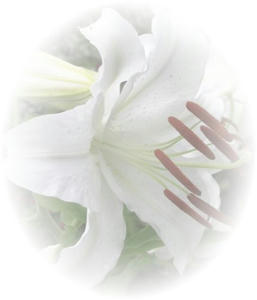 lily1.jpg