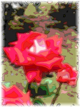 薔薇