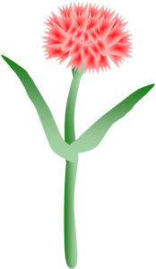 カーネーション