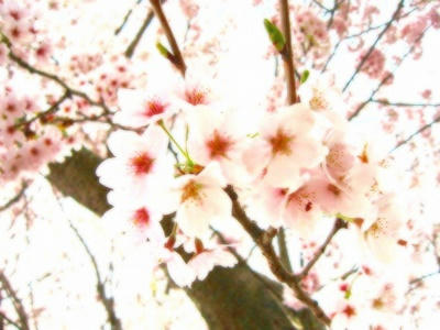 cherry1.jpg