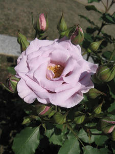 IMG_0003.JPG