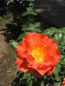 4950e278.JPG