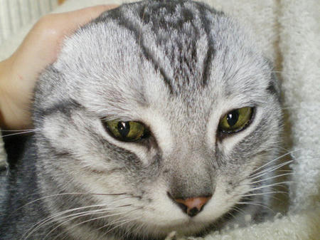 オールバック