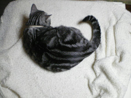すじって。。