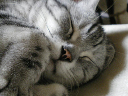 この顔見てたら、眠くなる。。