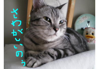 バタバタしてます