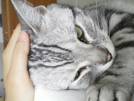 しろめ～。。