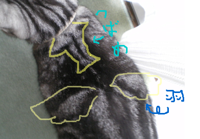 きれなツバメ模様でしょ？