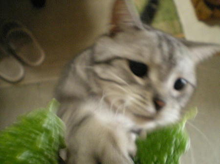 IMGP8699.JPG