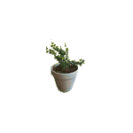 sho_plants_mini02.gif