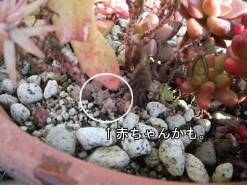 taniku_hi_ono_niji_05.jpg