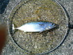 2006.11.05