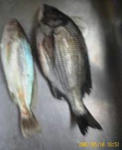 2007.05.10鵜澤