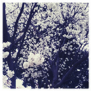 桜たち