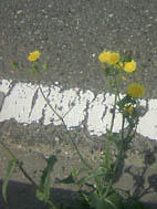 166.jpg