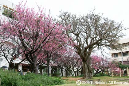 牧志公園の桜
