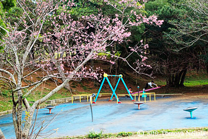 沖縄桜 in  八重島公園