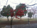 kiri-general-park02.jpg