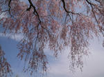 R0013768.JPG