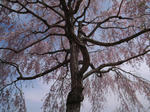 R0013770.JPG