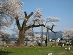 釜の越桜