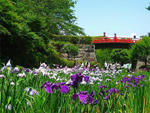 小田原城址公園の花菖蒲