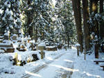 高野山 奥之院への雪の参道