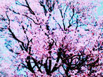 sakura.jpg