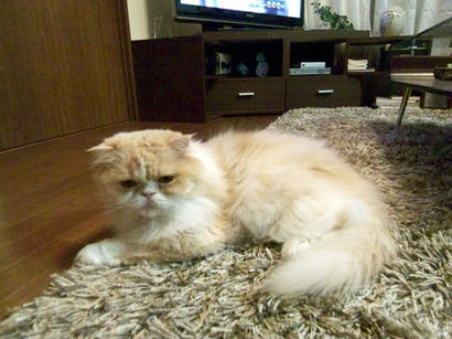 20090327_7.jpg