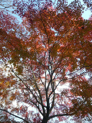 20091130_2.jpg