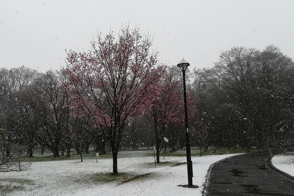 小金井公園の散策路