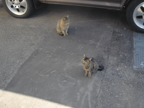 061.gif