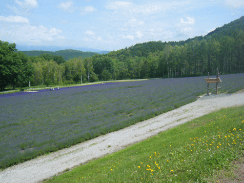 10071115.gif