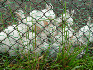110705.gif