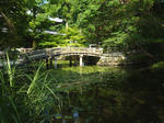 橋と緑