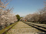 インクライン桜