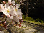 桜＆廃線