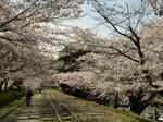 インクライン桜