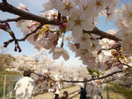 桜拡大図