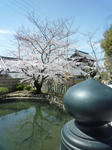 金戒光明寺横の墓地近辺