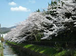 真如堂手前の桜