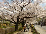 哲学の道