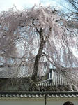醍醐寺