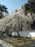 醍醐寺