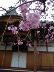 上品蓮台寺