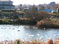 NEC_0166.jpg