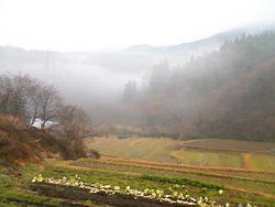 NEC_0091.jpg