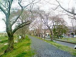 NEC_0281.jpg