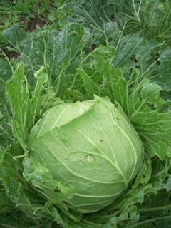 DSCN0713.jpg